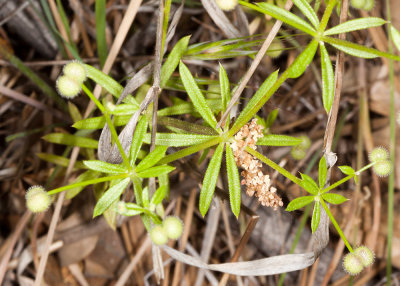 Prickly Bedstraw (Galium aparine)