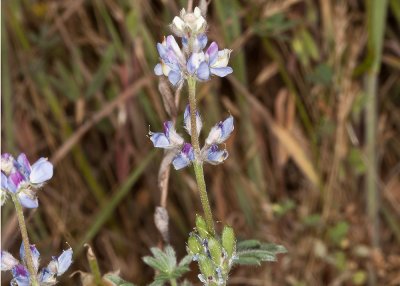 Minature Lupine (:Lupinus bicolor)