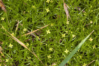 Moss Bedstraw (Galium andrewsii)