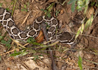 Southern Pacific Rattlesnake (Crotulus viridis belleri)