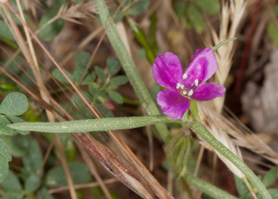 Wine-cup Clarkia (Clarkia purpurea)