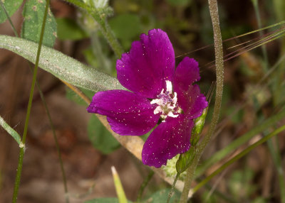 Wine-cup Clarkia (Clarkia purpurea)