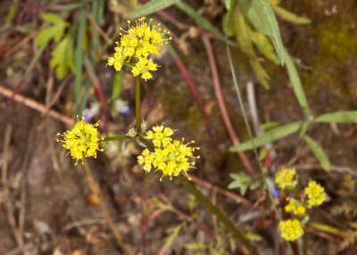 Sharp-toothed Sanicle (Sanicula arguta)