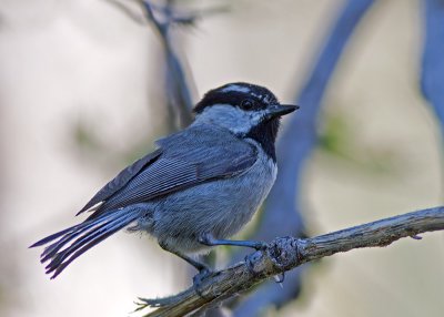 Mountain Chickadee