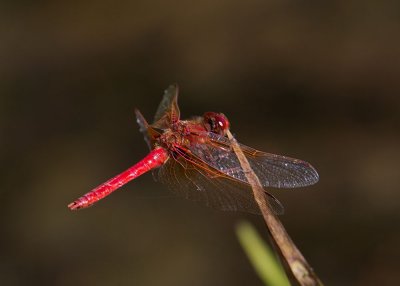 Flame Skimmer (Libellula saturata)