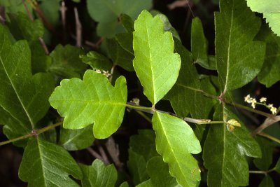 Poison-Oak (Toxicodendron diversilobum)