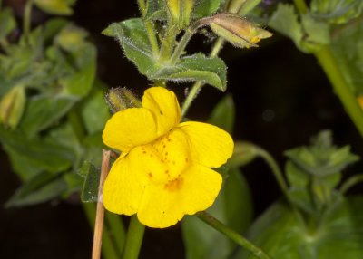 Seep Monkeyflower (Mimulus guttatus)