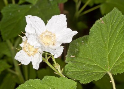 Thimbleberry (Rubus parviflorus)