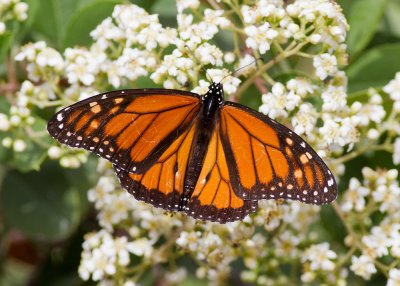 Monarch Butterfly (Danaus plexippus)