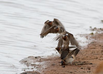 Cliff Swallow