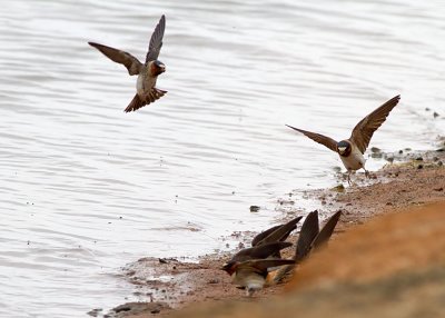 Cliff Swallow