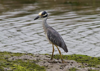 Yellow-crowned Night Heron