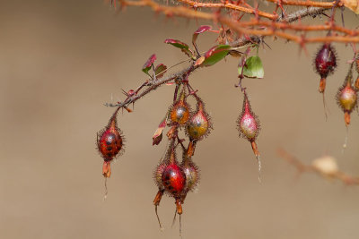 Fushia-flowered Gooseberry ( Ribes speciosum)