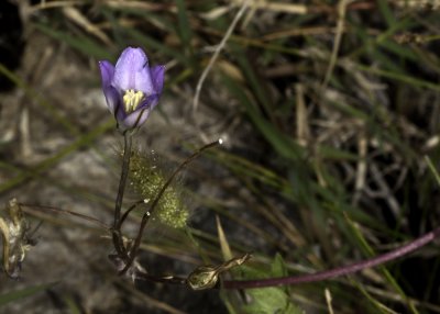 Orcutt's Brodiaea (Brodiaea orcuttii)