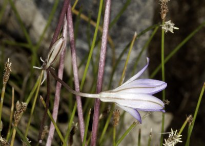 Orcutt's Brodiaea (Brodiaea orcuttii)