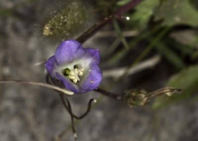 Orcutt's Brodiaea (Brodiaea orcuttii)