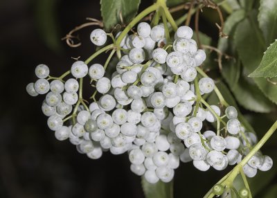 Elderberry - fruits (<em>Sambucus mexicana</em>)