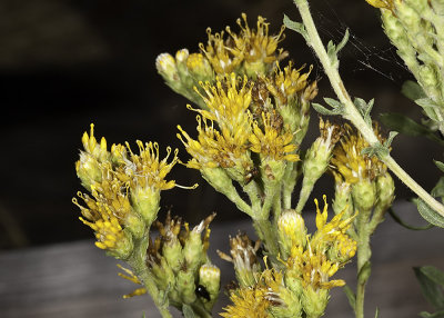 Coastal Golden Bush (Isocoma menzieii)