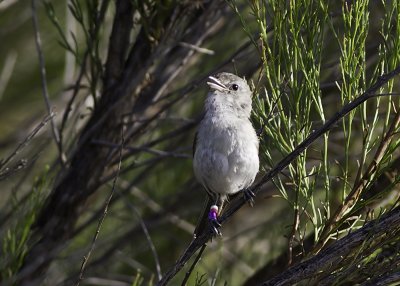 Bell's Vireo