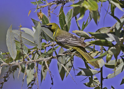 Hooded Oriole