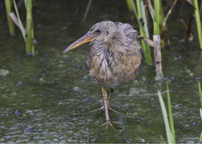 Ridgway's  Rail