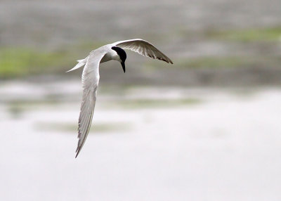 Gull-billed Tern