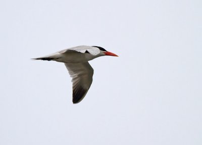 Royal Tern