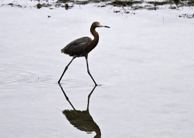 Reddish Egret