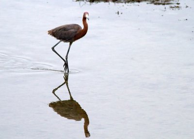 Reddish Egret