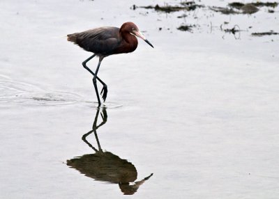 Reddish Egret