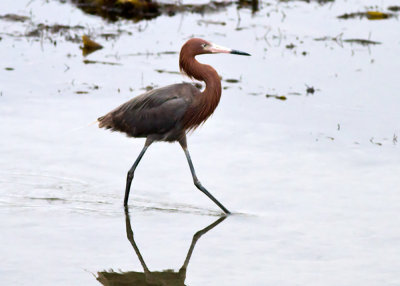 Reddish Egret