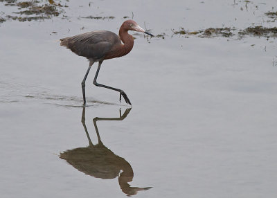 Reddish Egret