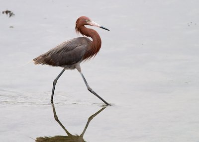 Reddish Egret