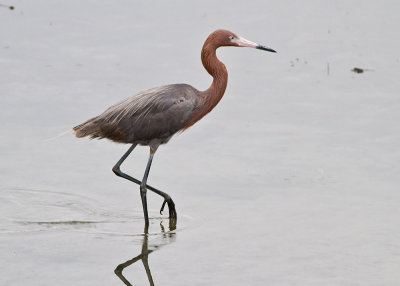 Reddish Egret