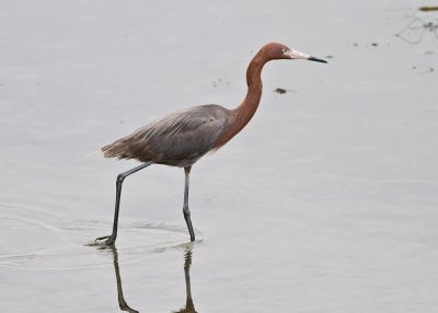 Reddish Egret