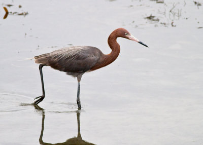 Reddish Egret