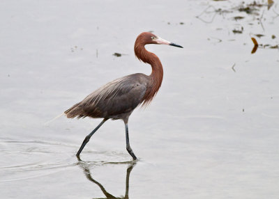 Reddish Egret
