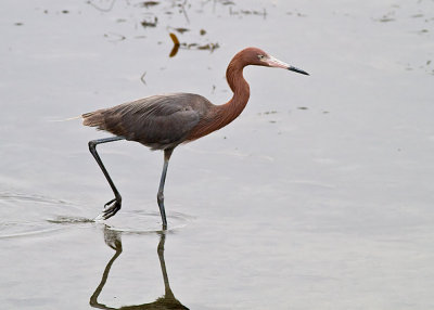 Reddish Egret