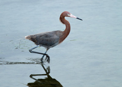 Reddish Egret