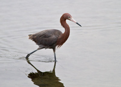 Reddish Egret