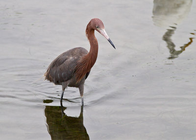 Reddish Egret
