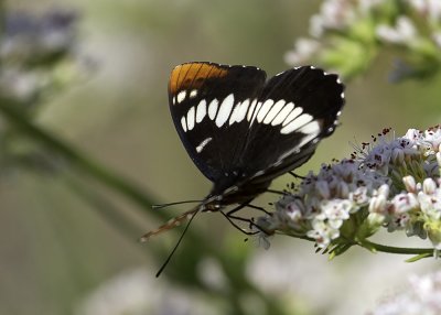 Lorquin's Admiral (Limenitis lorquini)