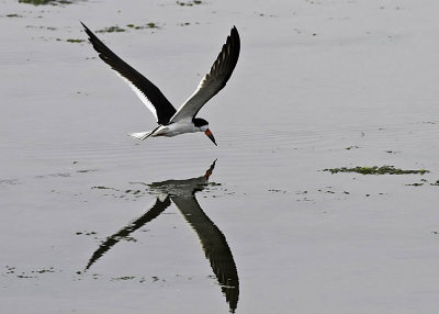 Black Skimmer