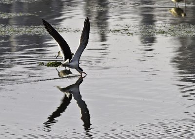 Black Skimmer