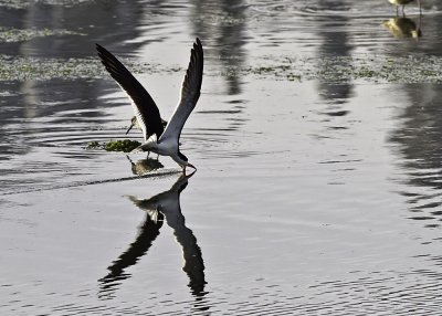 Black Skimmer