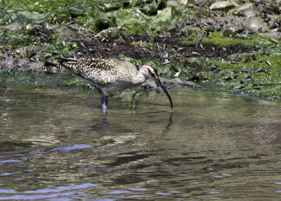 Whimbrel