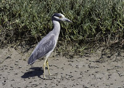 Yellow-crowned Night Heron