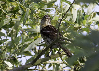 Rose-breasted Grosbeak - female