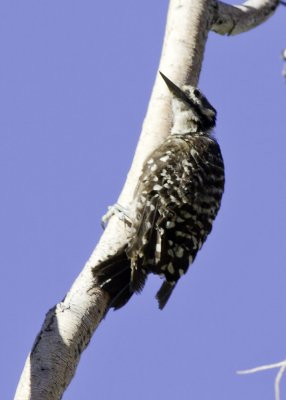 Ladder-backed Woodpecker