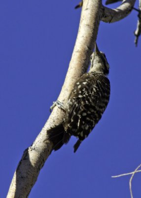 Ladder-backed Woodpecker